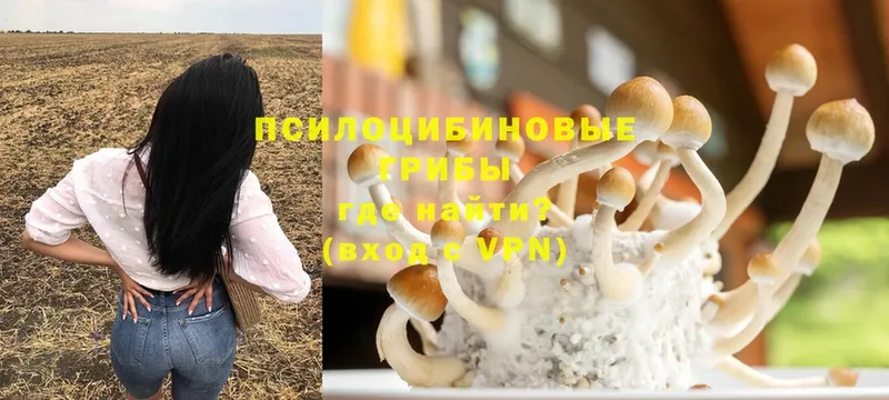 где можно купить   Славск  Галлюциногенные грибы GOLDEN TEACHER 